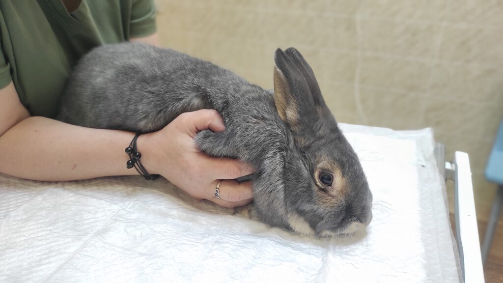 Кролик породы Серый великан