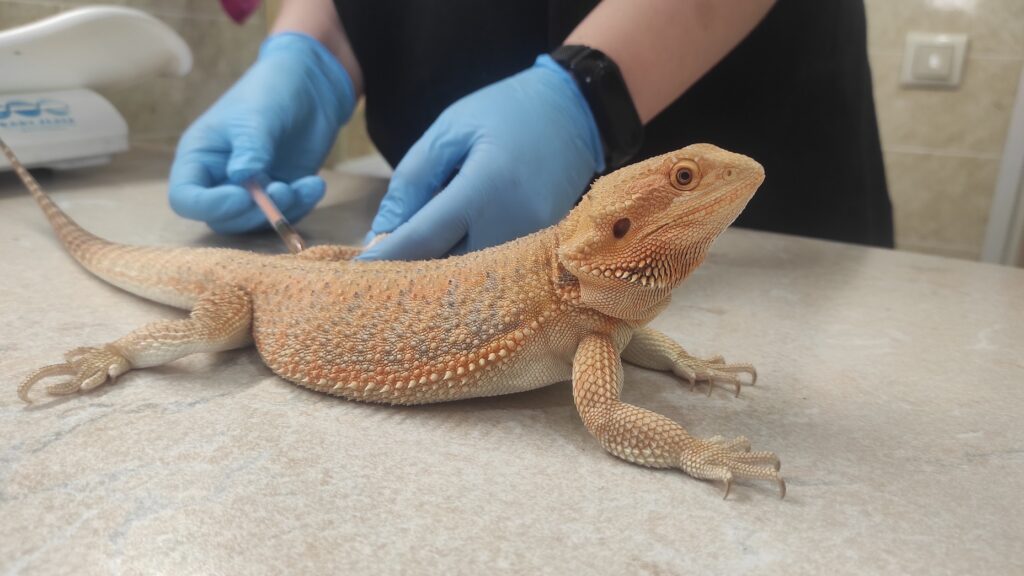 Бородатая агама (лат. Pogona vitticeps)