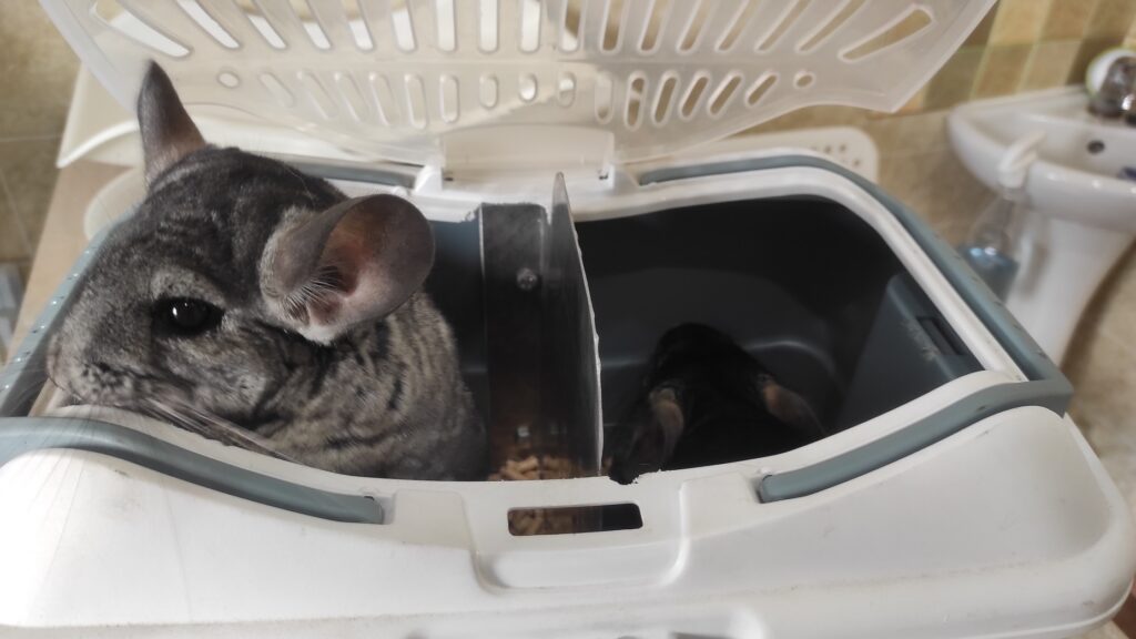 Шиншилла (лат. Chinchilla)