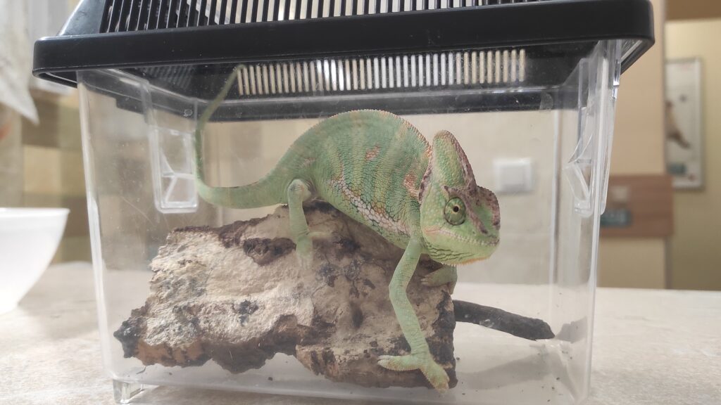 Йеменский хамелеон (лат. Chamaeleo calyptratus)