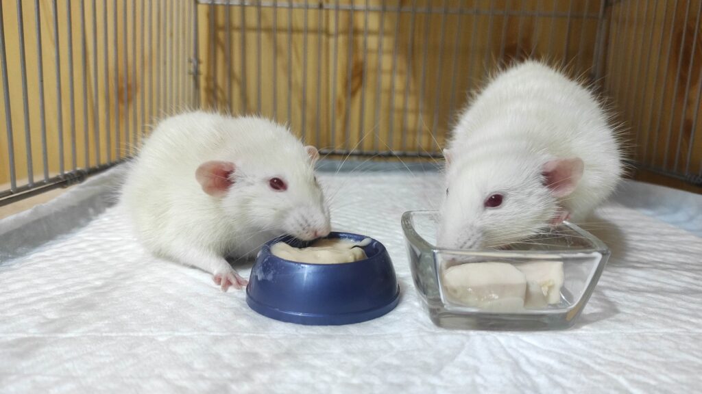 Декоративные крысы