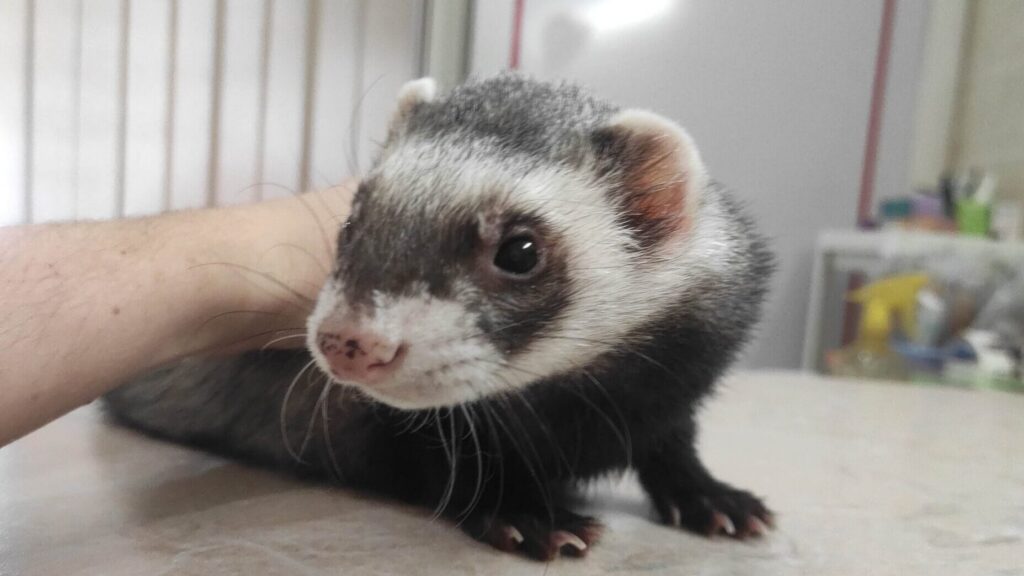 Фретка (лат. Mustela furo)