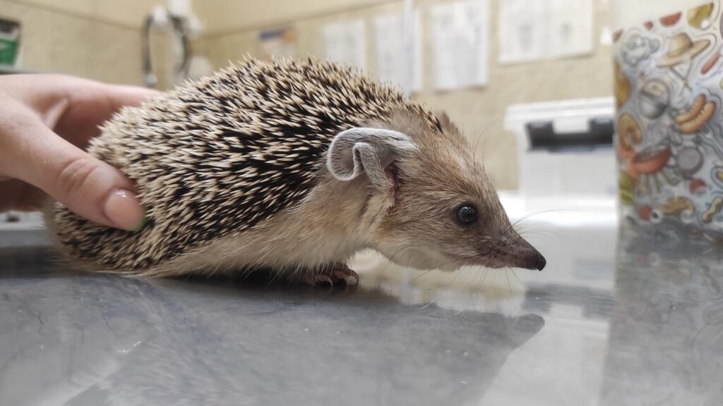 Еж ушастый (лат. Hemiechinus auritus)