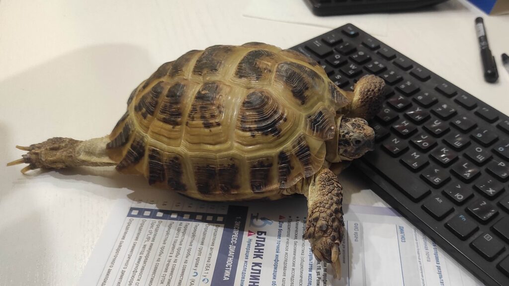 Среднеазиатская черепаха (лат. Testudo (Agrionemys) horsfieldii)