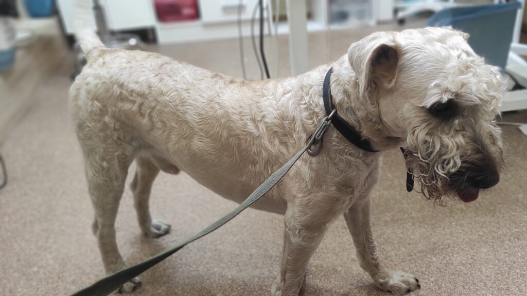 Пшеничный ретривер